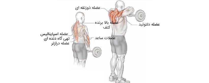 عضلات درگیر در تمرین کول با هالتر