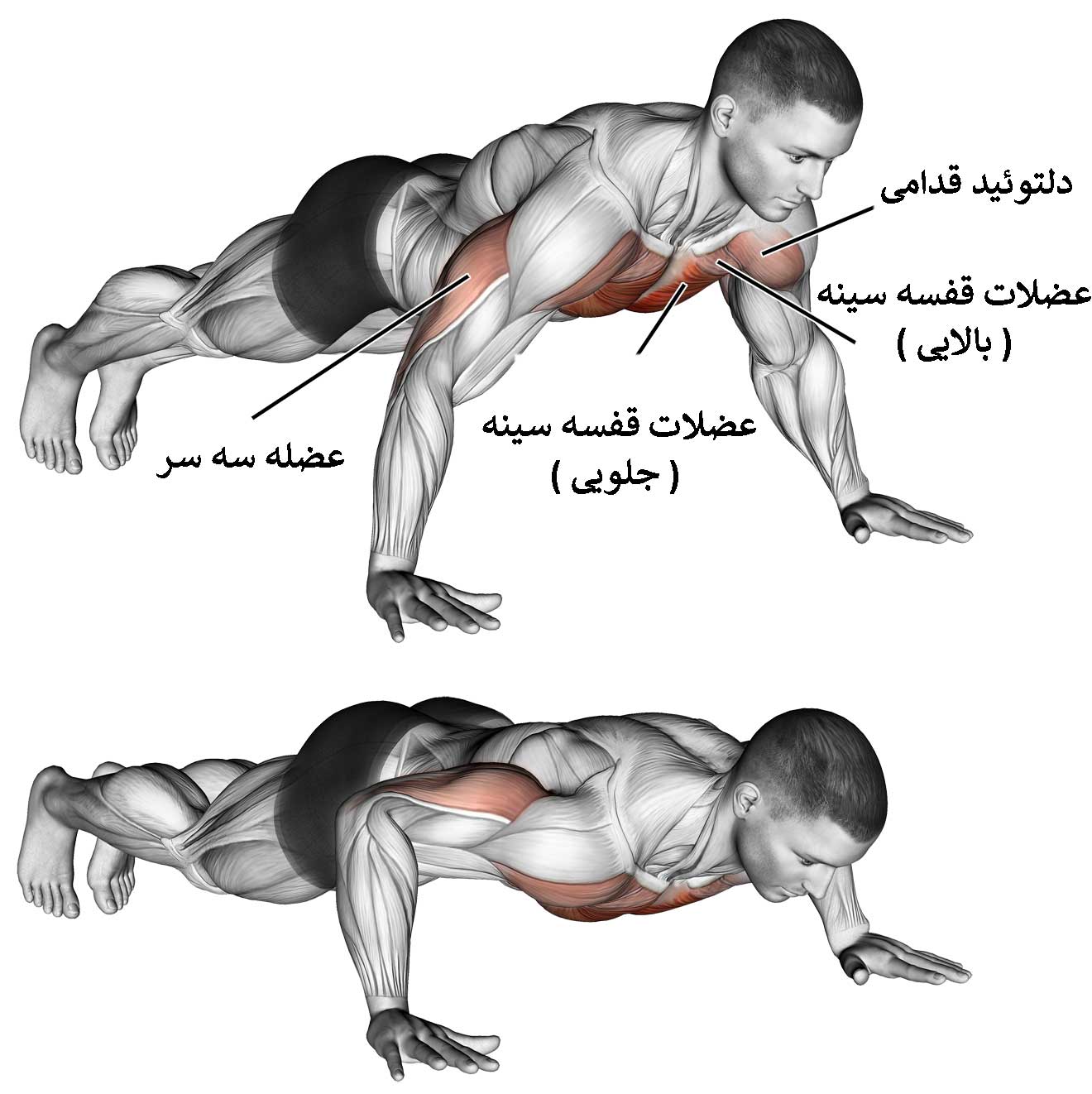 آناتومی قفسه سینه