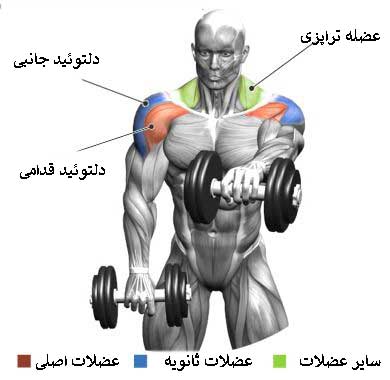 آناتومی شانه